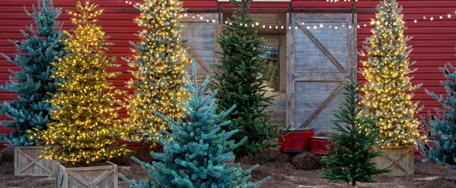 Tree Lot