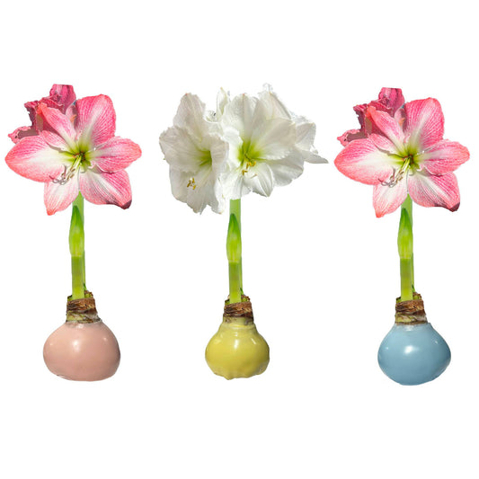 Pastel Base Amaryllis