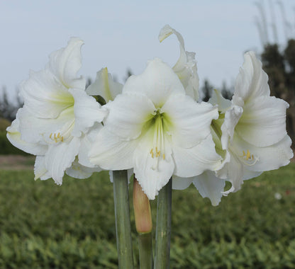 White Flower Spring Waxed Amaryllis