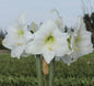 White Flower Spring Waxed Amaryllis