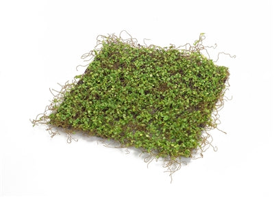 Moss Mat 12"SQ Polyester/Plastic - GR