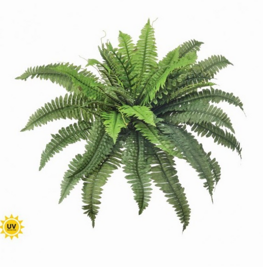 30" UV Estate Boston Fern
