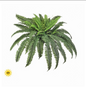 38" UV ESTATE BOSTON FERN