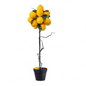 Lemon Potted Tree